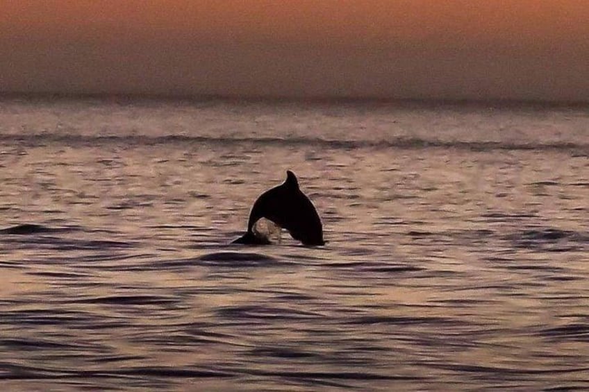 Dolphin Watching Nature Cruise and Eco Tour from Hubbard's Marina in John's Pass 2