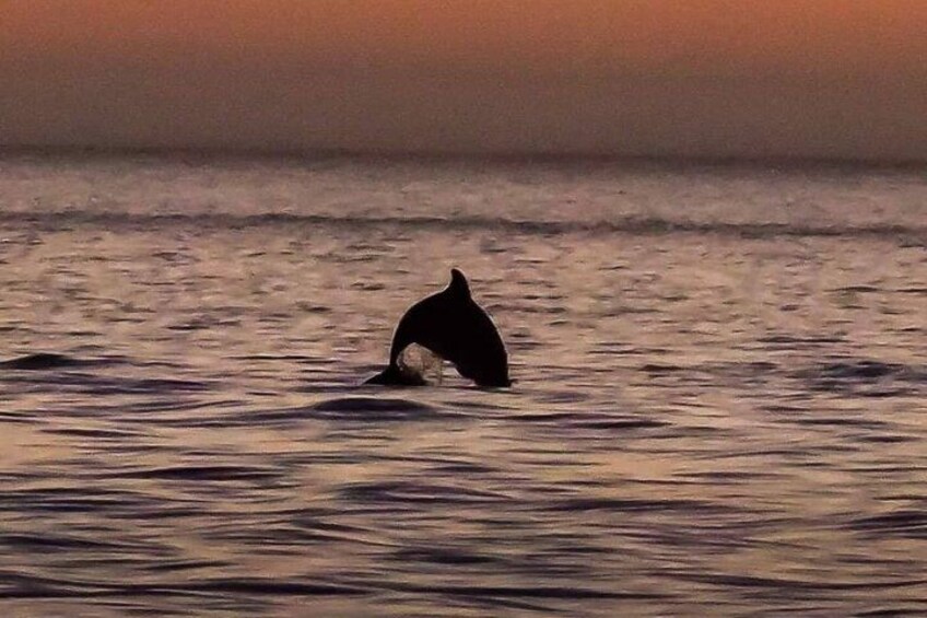 A dolphin leaping out of the water at sunset. 3