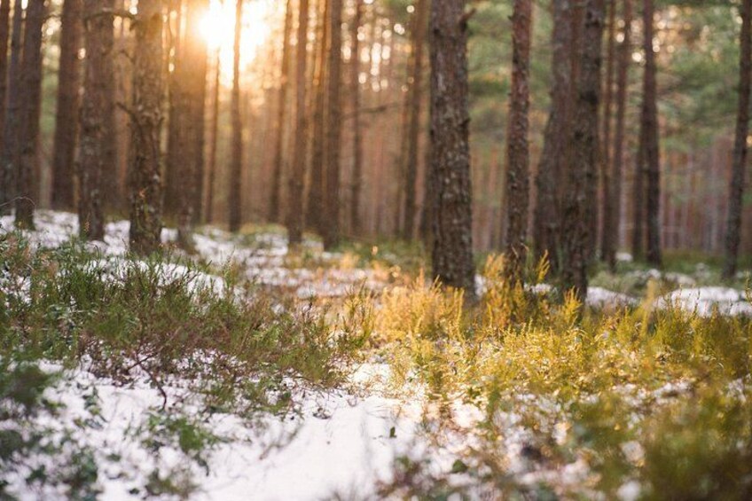 Refreshing Walk in Nature near Riga 1
