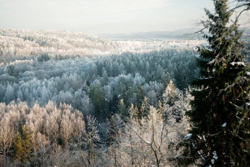 Refreshing Walk In Nature Near Riga 3