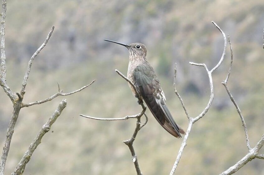 National park of condors and Papallacta thermal pools near Quito 4