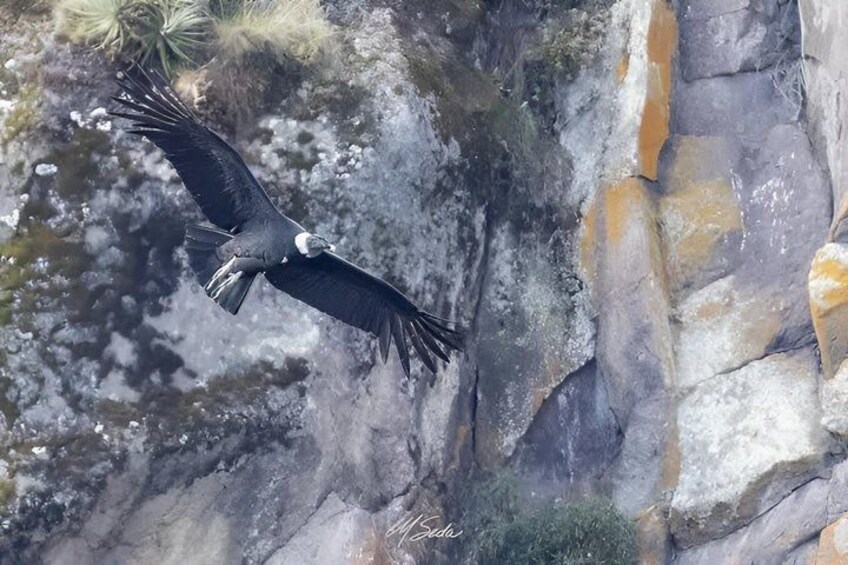 National park of condors and Papallacta thermal pools near Quito 3