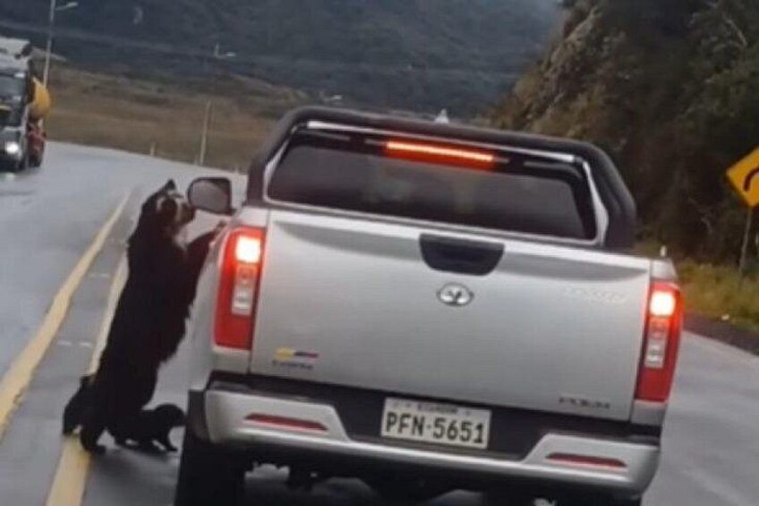 sometimes you can find andean bears 2