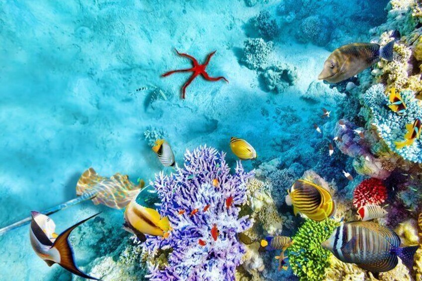 Sharm El-Sheikh: Ras Mohammed Snorkeling, Magic Lake & Allah Gate 4