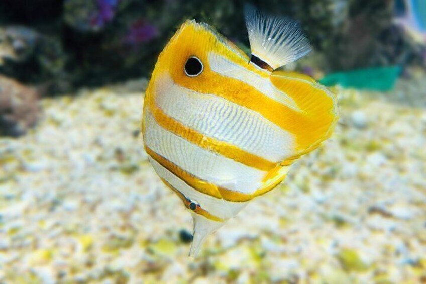 Sharm El-Sheikh: Ras Mohammed Snorkeling, Magic Lake & Allah Gate 2