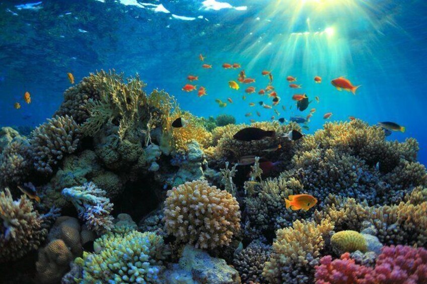 Sharm El-Sheikh: Ras Mohammed Snorkeling, Magic Lake & Allah Gate 3