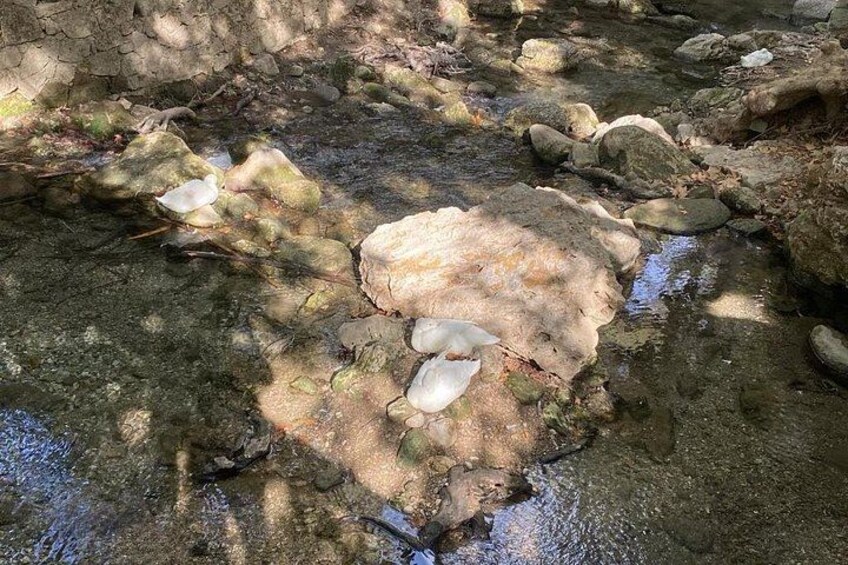 Guided hike to the seven springs from Archangelos 4
