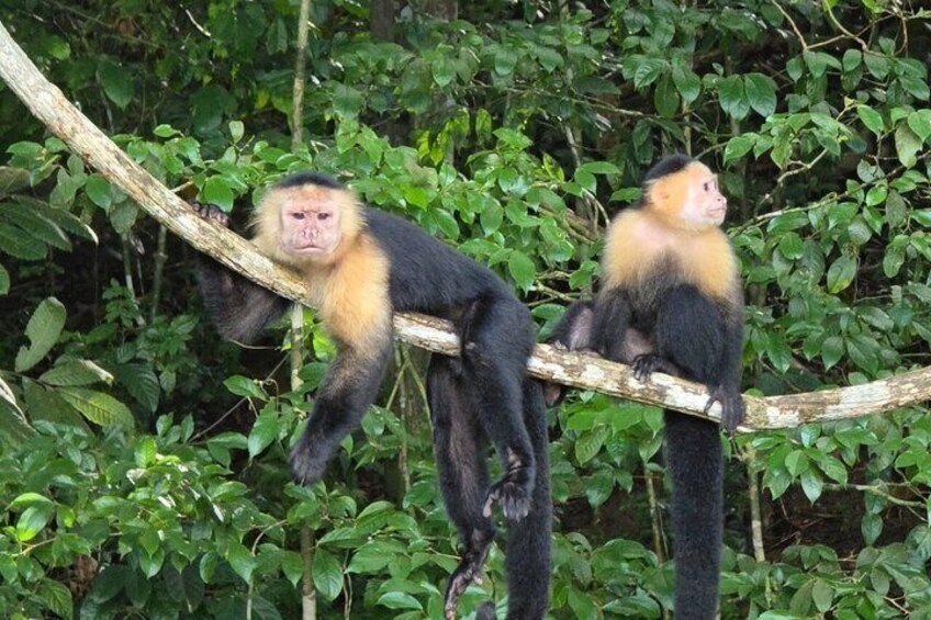 Dos monos en una rama de árbol en un bosque verde y frondoso. 1