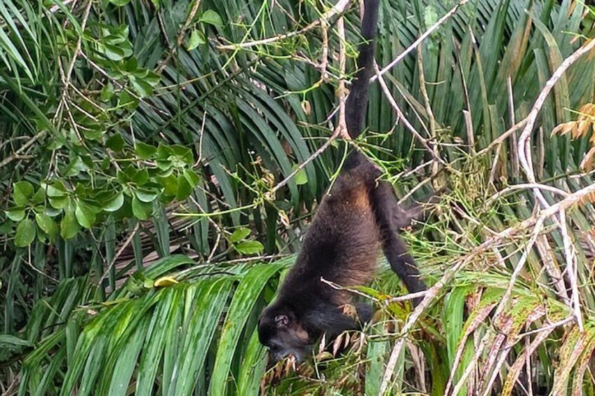 Un singe suspendu à une branche d’arbre, au milieu d’un feuillage vert et dense. 4