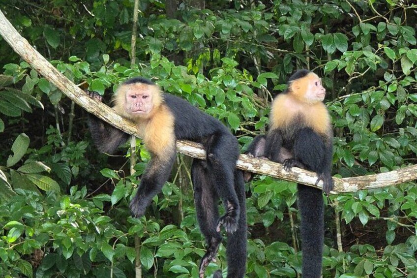Deux singes perchés sur une branche d’arbre dans une forêt. 1