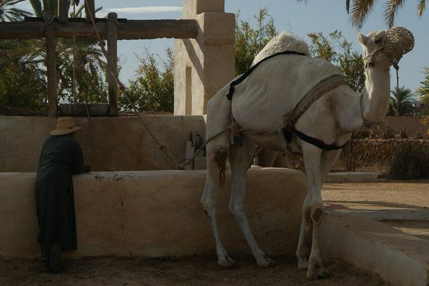 A camel with a saddle, a person in a hat, and a stone wall in a desert-like setting. 5