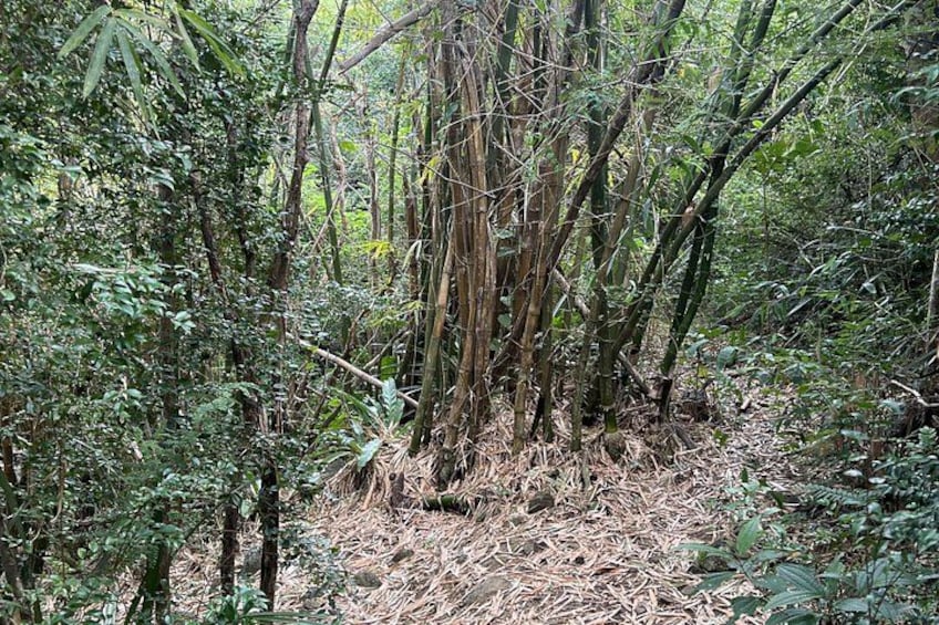 Bamboos 2