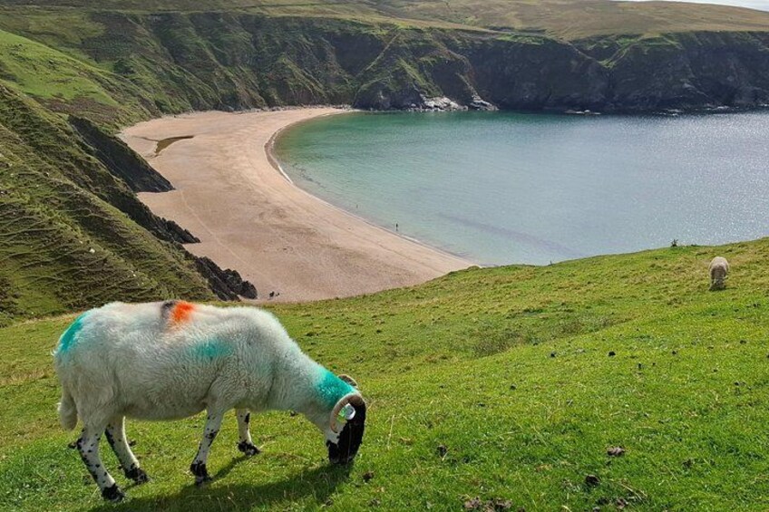 A sheep grazing on a grassy hill overlooking a beach and a body of water. 5