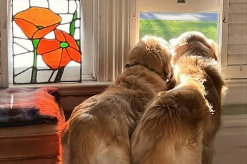 Tres perros mirando por una ventana con un diseño de flores en vitral. 4