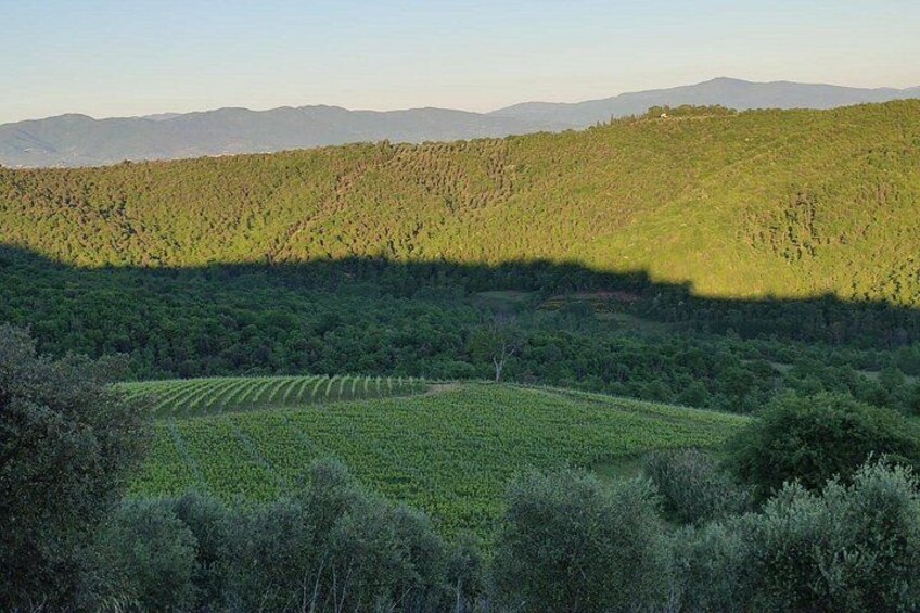 Tasting with Private Walk in a Cellar in Tuscany 2