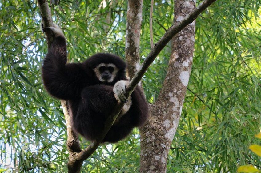 Chiang Mai Mae Kam Pong Wild Gibbon Jungle Trek with Transfer 3