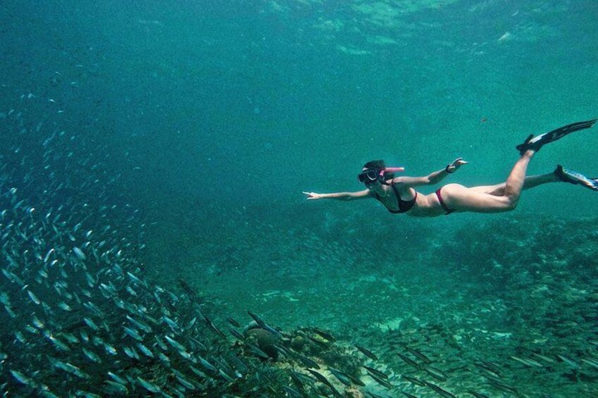 Sardine Run in Moalboal 5