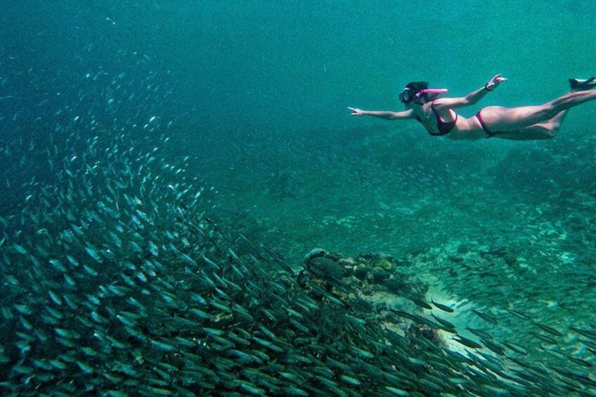 Sardine Run in Moalboal 1