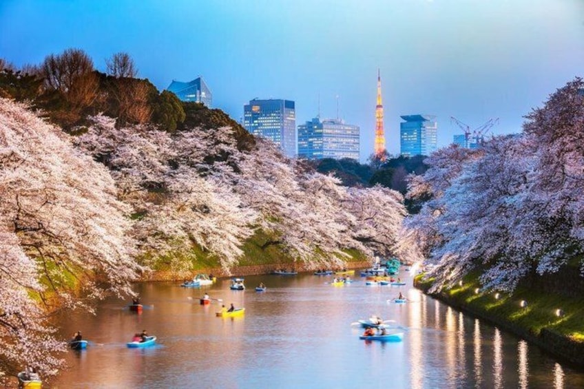 A river with boats, cherry blossoms, and a city skyline in the background. 2