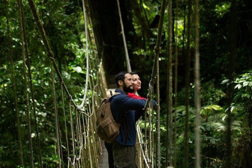 A person crossing a suspension bridge in a forest. 3