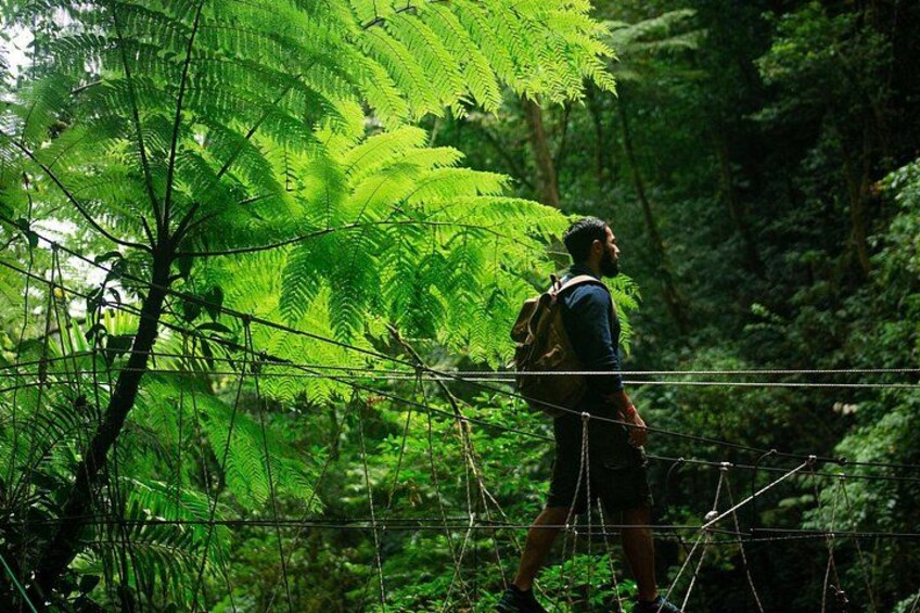A person walking on a suspension bridge in a forested area with ferns and trees. 2