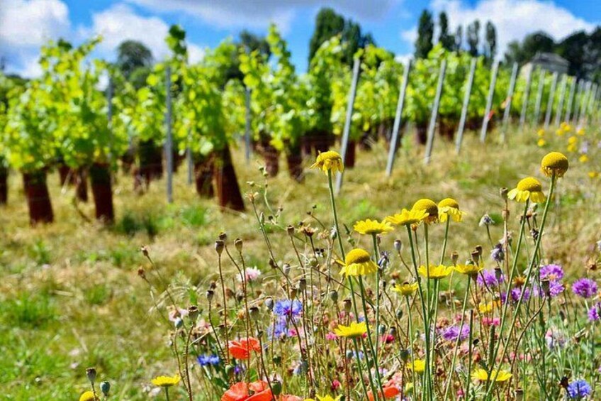 Champagne region 3