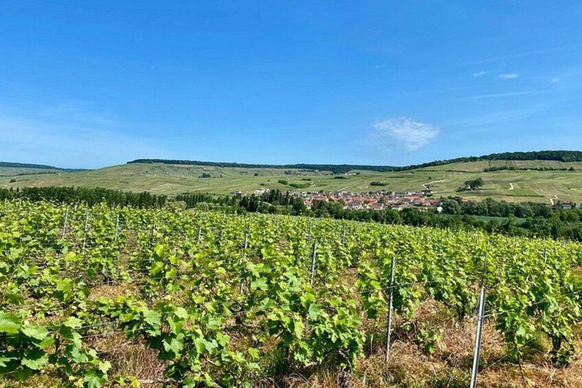 Champagne region 2