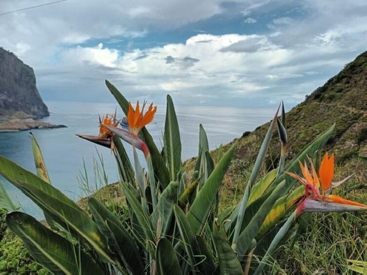 Madeira: Machico to Porto da Cruz Guided Levada Walk 5