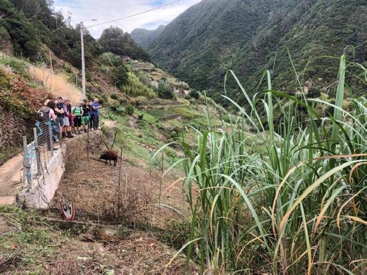Madeira: Machico to Porto da Cruz Guided Levada Walk 3