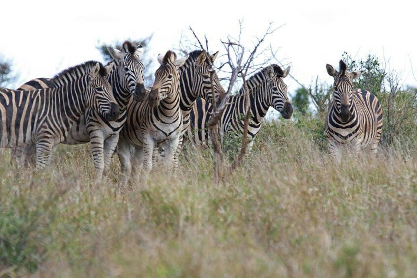 Zebras in a grassy field with sparse trees. 3