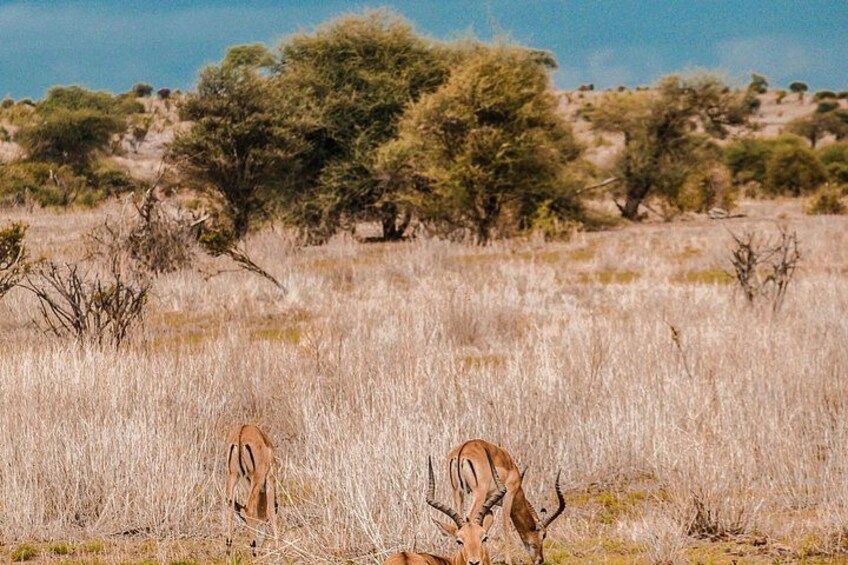 A savanna landscape with dry grass and scattered trees. 2