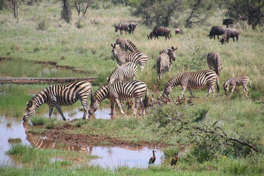 Zebras drinking water, surrounded by grassland and wildlife. 4