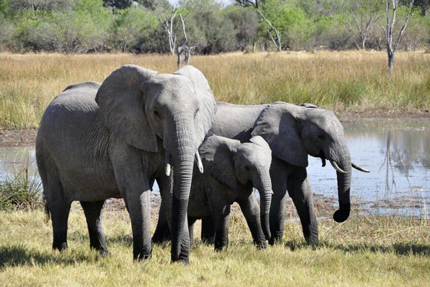 A group of elephants near a water body in a grassy area with trees in the background. 5