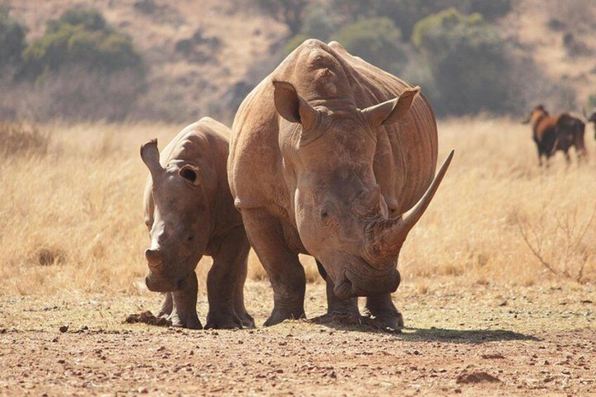 A rhinoceros and a calf in a dry grassland with sparse trees in the background. 1