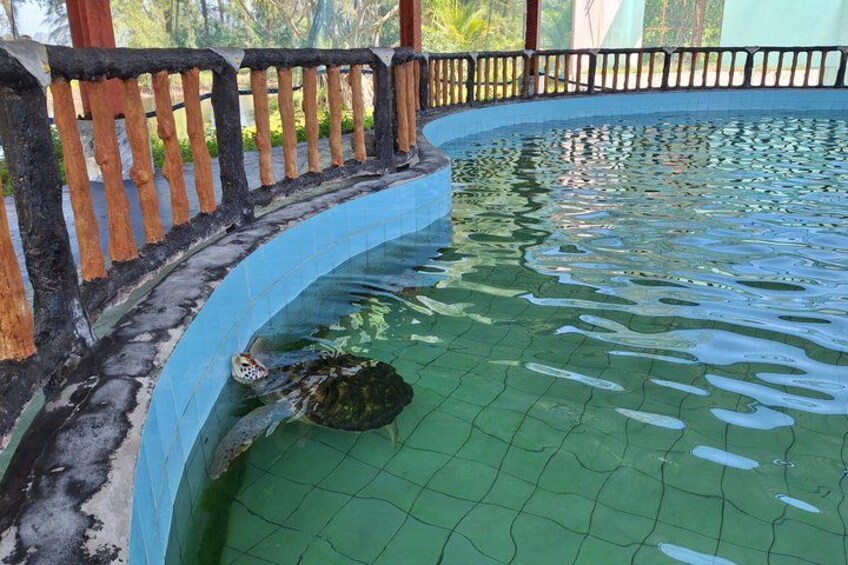Khao Lak Bamboo Rafting Turtle Conservation and Small Sandy Beach 5