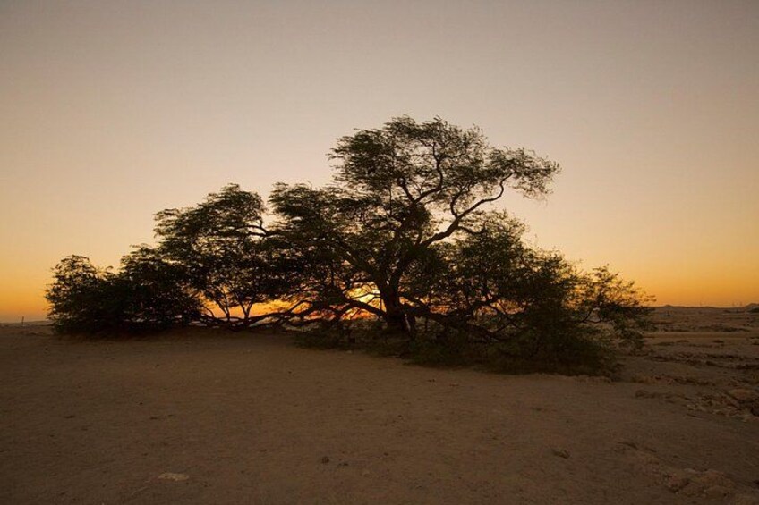 A solitary tree in a desert landscape at sunset. 5