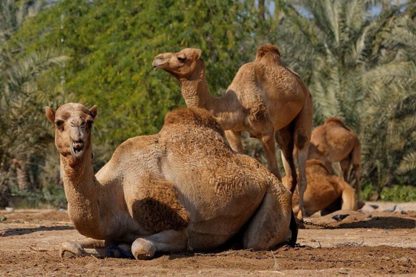 Camels resting on a dirt ground with palm trees in the background. 2