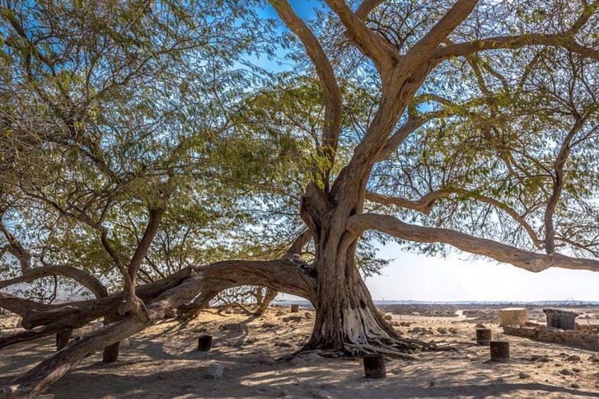 A large tree with extensive roots and branches in a sandy area with some structures in the background. 3