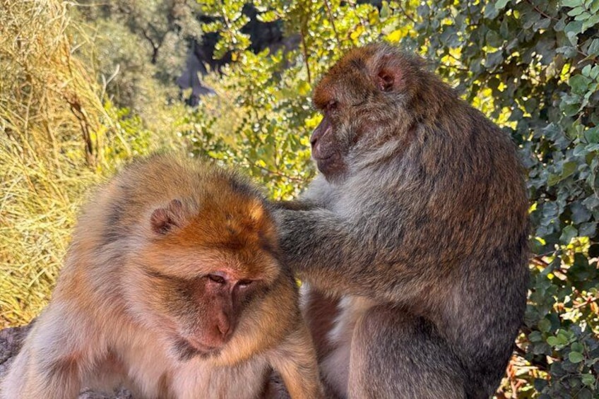 Dos monos sentados en una rama rodeados de follaje verde. 3