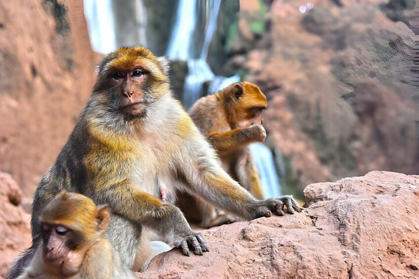 Full Day Trip To Ouzoud Waterfalls 4