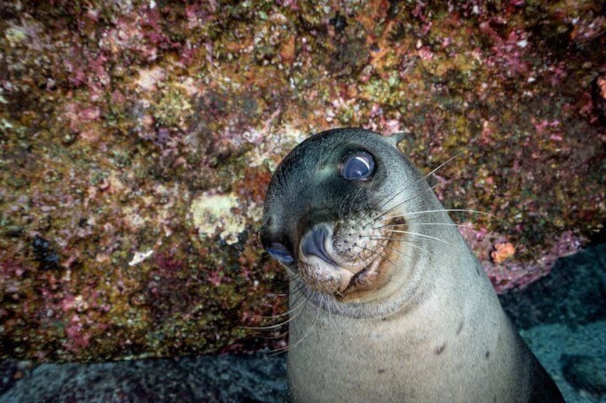 Balandra adventure: sea lions, kayak, and hike in paradise 3