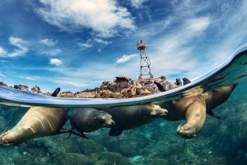 Balandra Boat Adventure: Sea Lions, Kayak, and Hike in paradise 2
