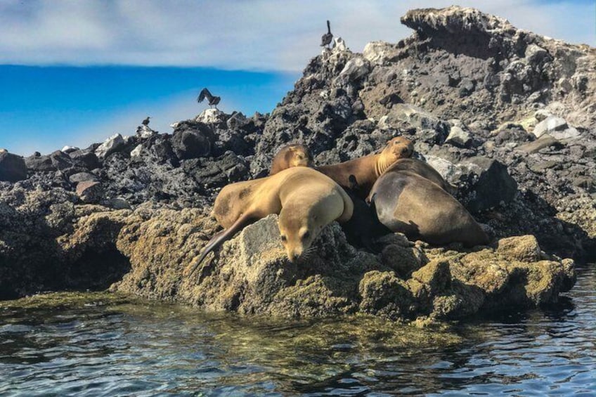 Balandra adventure: sea lions, kayak, and hike in paradise 4