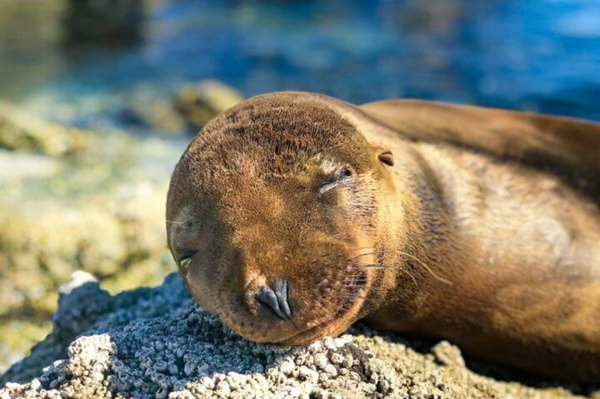 Balandra adventure: sea lions, kayak, and hike in paradise 5