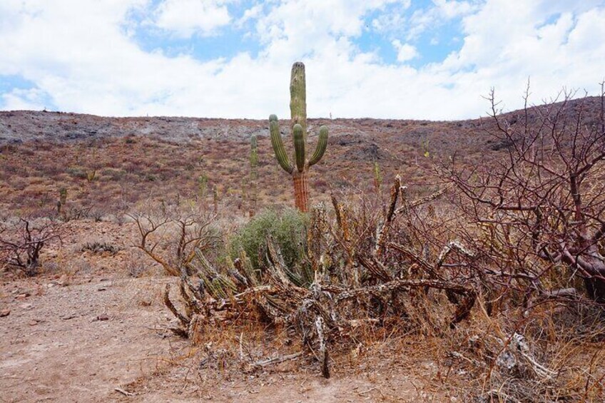 A desert landscape with a prominent cactus in the foreground and a barren hill in the background. 2