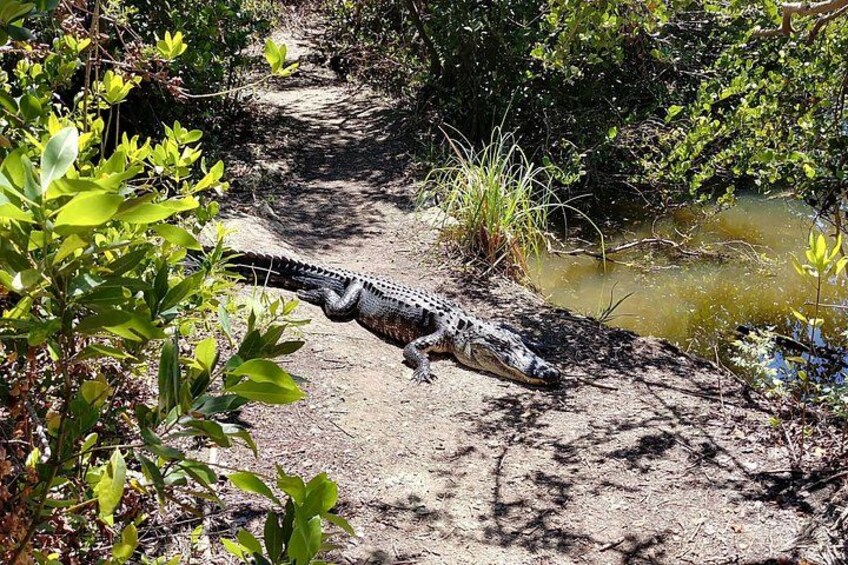 Everglades E-Bike Exploration with Airboat 4