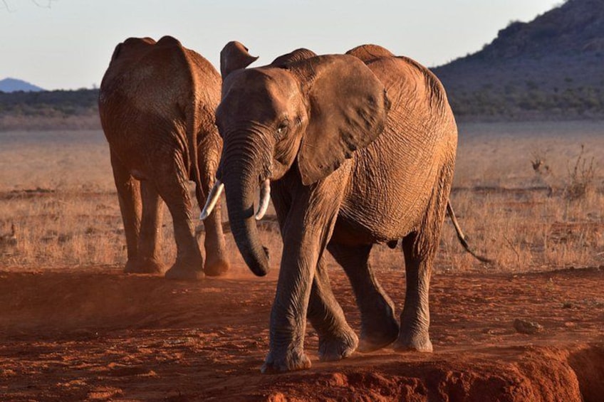 Two elephants walking on a dirt path in a dry, open landscape with sparse vegetation and a hill in the background. 2
