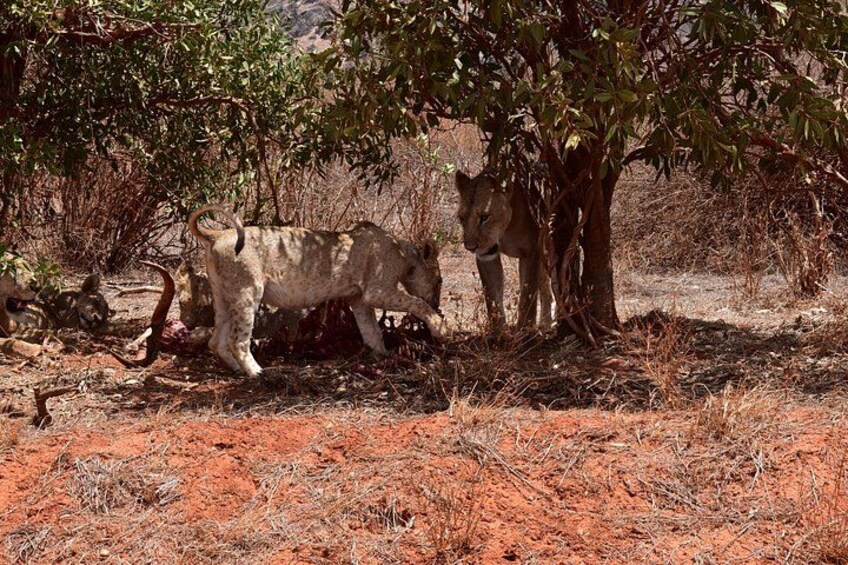 A lioness with cubs near a tree in a dry, reddish landscape. 5