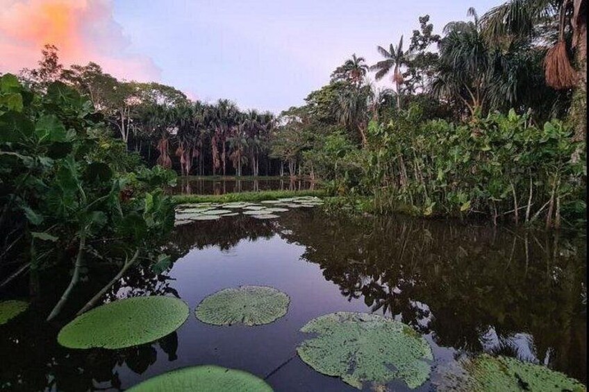 A calm water body with lily pads, surrounded by dense tropical vegetation and palm trees. 5