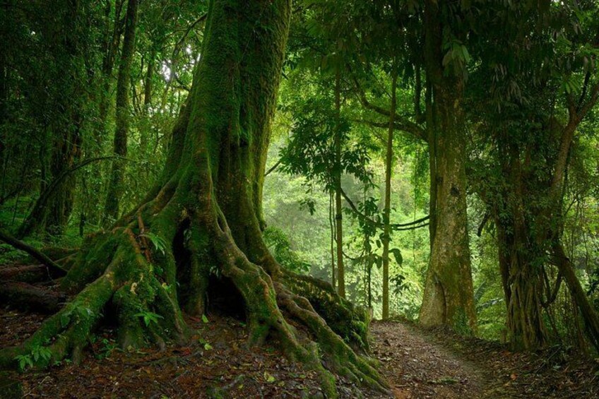 Wild Amazonas Adventure 4-Day Tour 5